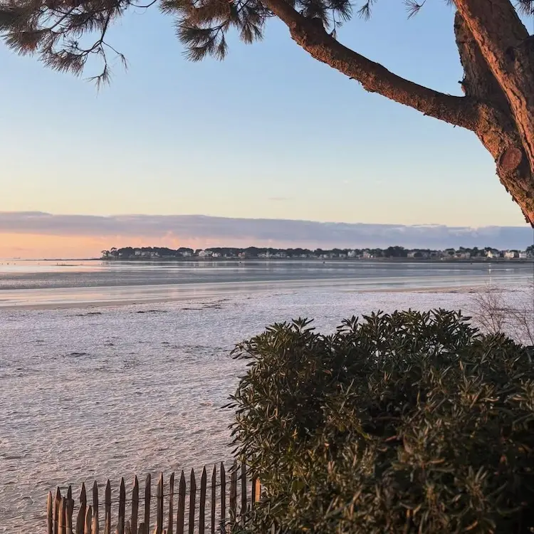 plage au soleil couchant sous un arbre